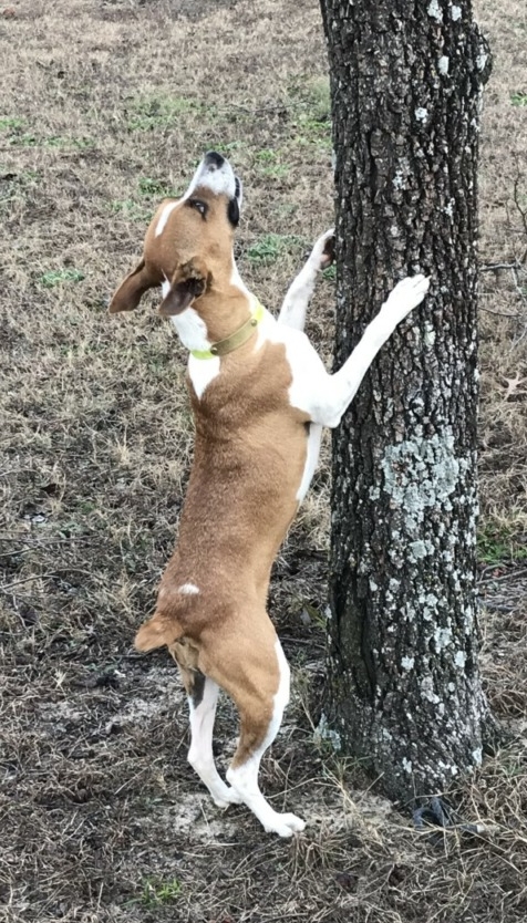 Squirrel hollow clearance kennels